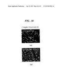 HIGH STRENGTH AND HIGH TOUGHNESS METAL AND METHOD OF PRODUCING THE SAME diagram and image