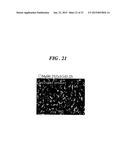 HIGH STRENGTH AND HIGH TOUGHNESS METAL AND METHOD OF PRODUCING THE SAME diagram and image