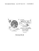 FLUORIDE-RESPONSIVE RIBOSWITCHS, FLUORIDE TRANSPORTERS, AND METHODS OF USE diagram and image