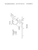 FLUORIDE-RESPONSIVE RIBOSWITCHS, FLUORIDE TRANSPORTERS, AND METHODS OF USE diagram and image