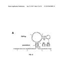 FLUORIDE-RESPONSIVE RIBOSWITCHS, FLUORIDE TRANSPORTERS, AND METHODS OF USE diagram and image