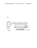 REF Nuclease for Site-Specific REF-Mediated DNA Cleavage diagram and image