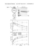 REF Nuclease for Site-Specific REF-Mediated DNA Cleavage diagram and image