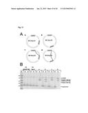 REF Nuclease for Site-Specific REF-Mediated DNA Cleavage diagram and image