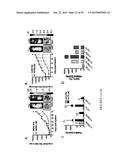 Treatment and Diagnosis of Melanoma diagram and image