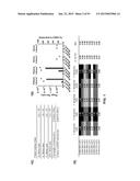 COMBINATION THERAPIES USING ANTI-PSEUDOMONAS PSL AND PCRV BINDING     MOLECULES diagram and image