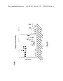 COMBINATION THERAPIES USING ANTI-PSEUDOMONAS PSL AND PCRV BINDING     MOLECULES diagram and image