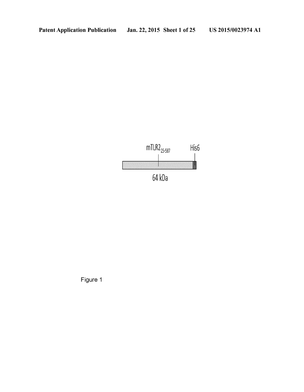 TOLL-LIKE RECEPTOR 2 BINDING EPITOPE AND BINDING MEMBER THERETO - diagram, schematic, and image 02