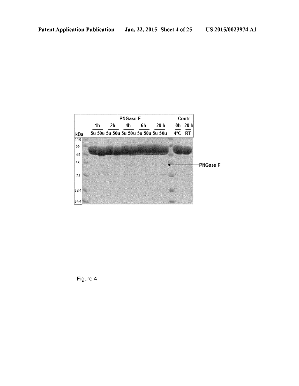 TOLL-LIKE RECEPTOR 2 BINDING EPITOPE AND BINDING MEMBER THERETO - diagram, schematic, and image 05