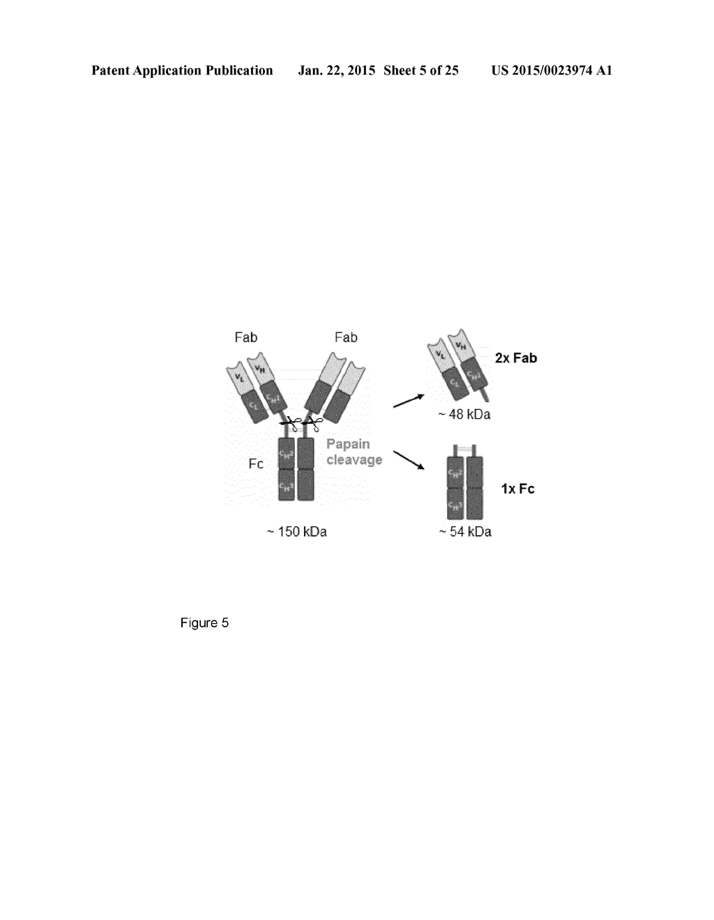 TOLL-LIKE RECEPTOR 2 BINDING EPITOPE AND BINDING MEMBER THERETO - diagram, schematic, and image 06