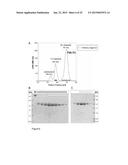 TOLL-LIKE RECEPTOR 2 BINDING EPITOPE AND BINDING MEMBER THERETO diagram and image