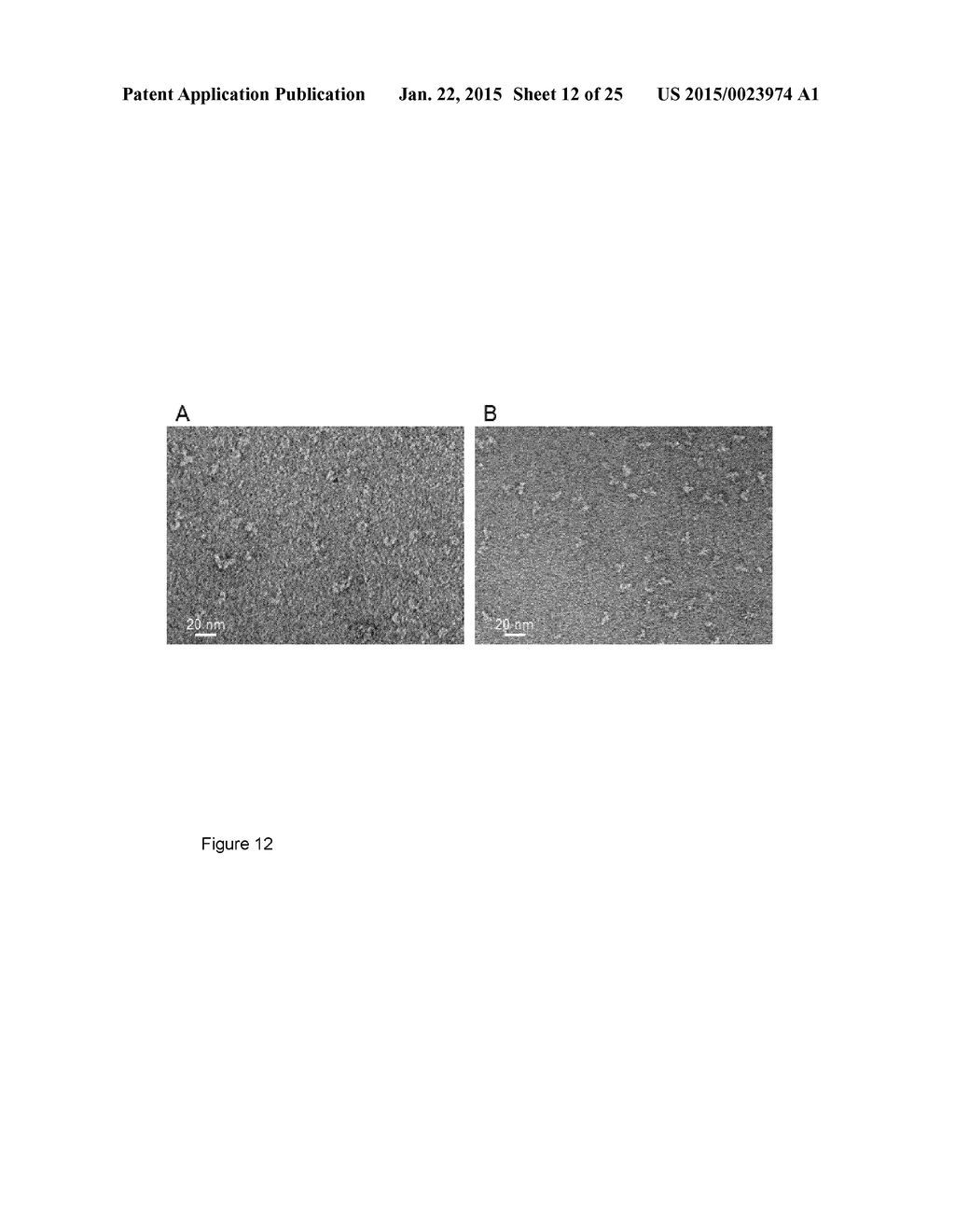 TOLL-LIKE RECEPTOR 2 BINDING EPITOPE AND BINDING MEMBER THERETO - diagram, schematic, and image 13