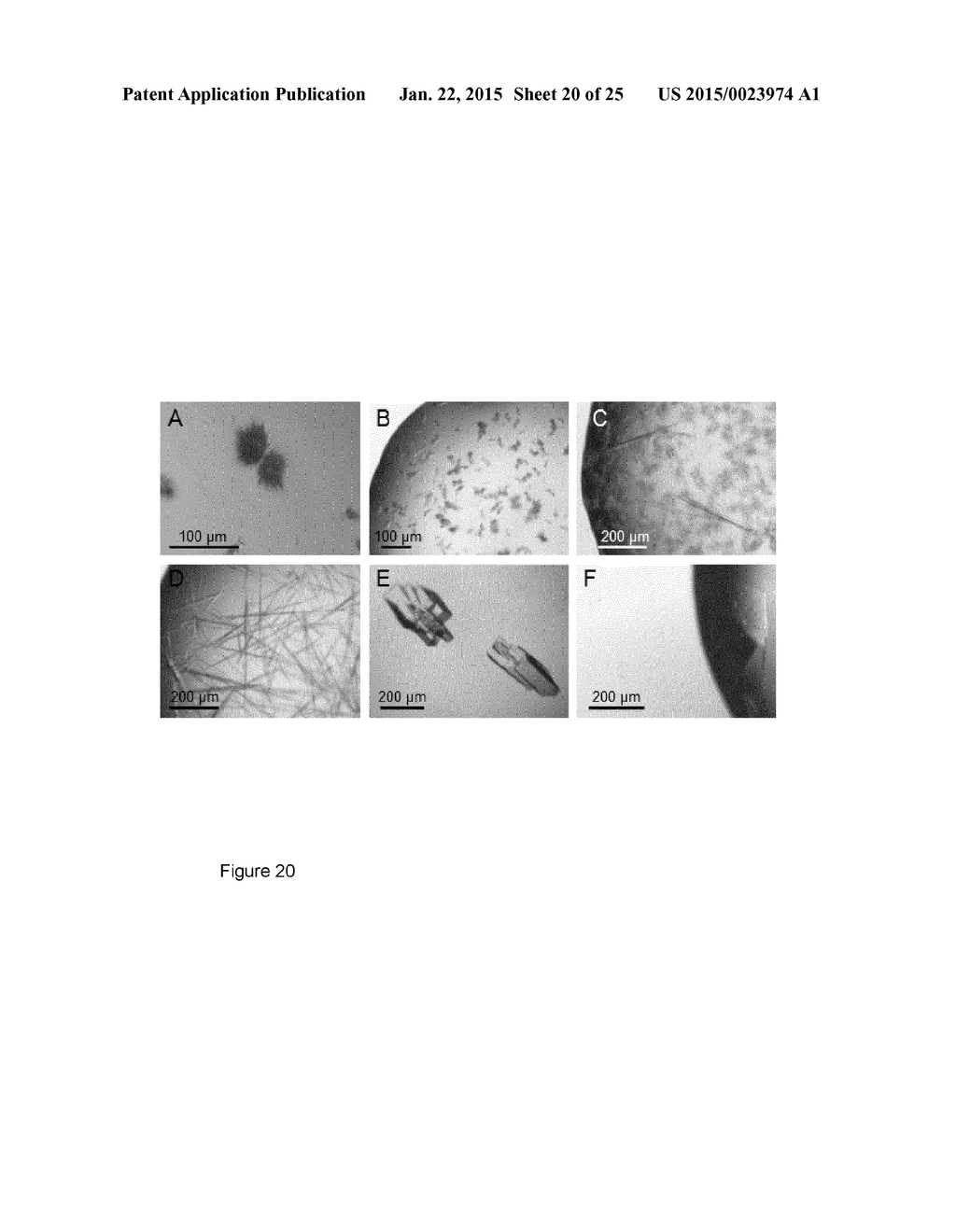 TOLL-LIKE RECEPTOR 2 BINDING EPITOPE AND BINDING MEMBER THERETO - diagram, schematic, and image 21