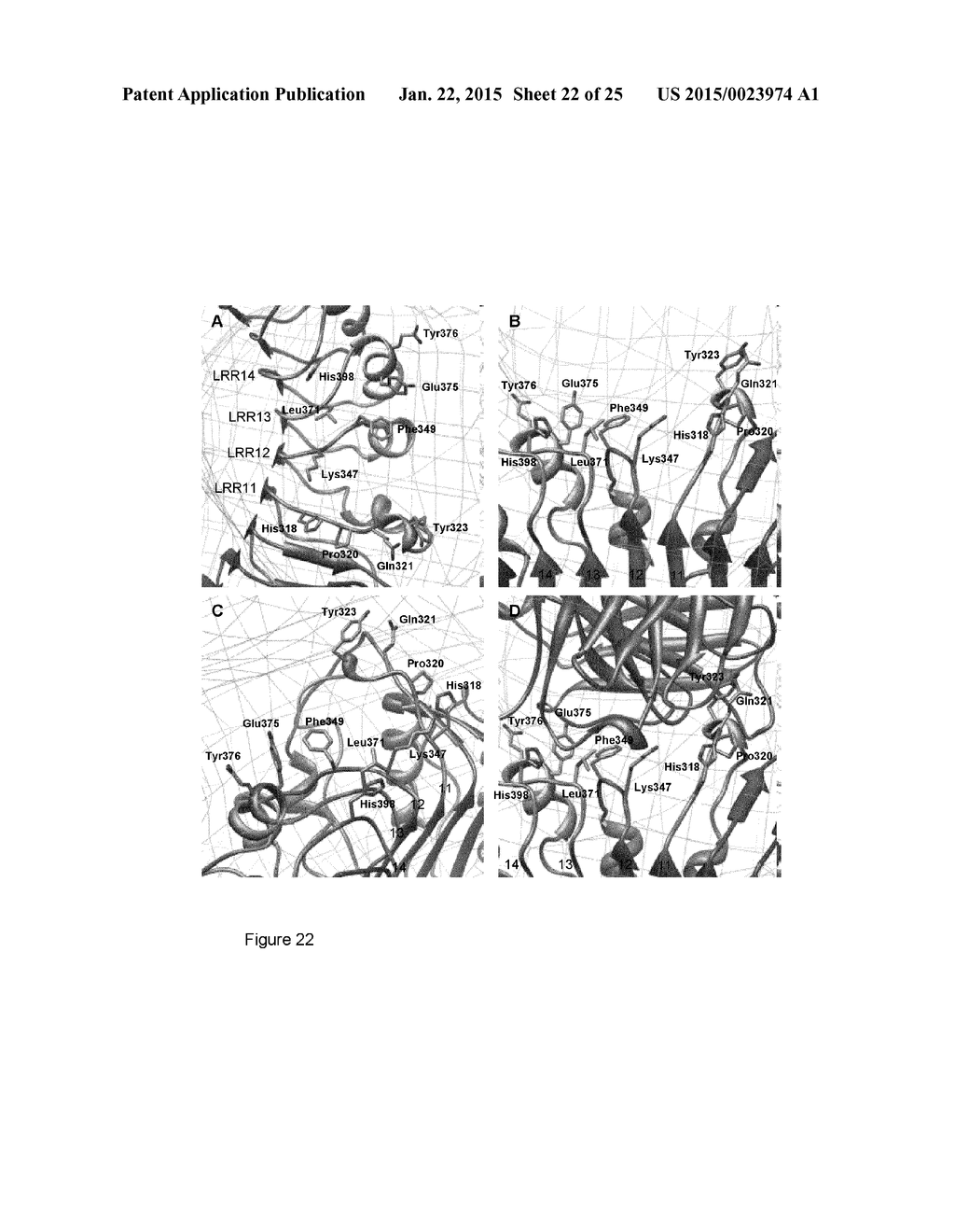 TOLL-LIKE RECEPTOR 2 BINDING EPITOPE AND BINDING MEMBER THERETO - diagram, schematic, and image 23