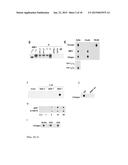 PAR-1 Activation by Metalloproteinase-1 (MMP-1) diagram and image