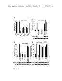 PAR-1 Activation by Metalloproteinase-1 (MMP-1) diagram and image