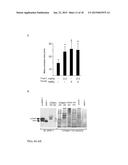 PAR-1 Activation by Metalloproteinase-1 (MMP-1) diagram and image