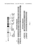 POLYNUCLEOTIDES FOR TREATING ONCOGENIC VIRAL POLYPEPTIDE POSITIVE TUMORS diagram and image