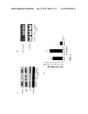 POLYNUCLEOTIDES FOR TREATING ONCOGENIC VIRAL POLYPEPTIDE POSITIVE TUMORS diagram and image