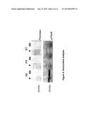 Novel Targets of Acinetobacter Baumannii diagram and image