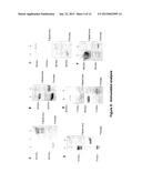 Novel Targets of Acinetobacter Baumannii diagram and image