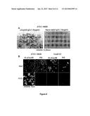 Novel Targets of Acinetobacter Baumannii diagram and image