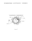 METHOD FOR THE PRODUCTION OF RECOMBINANT VIRUS, DNA CONSTRUCTS,     RECOMBINANT VIRUS AND VACCINE COMPOSITIONS diagram and image