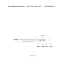 METHOD FOR THE PRODUCTION OF RECOMBINANT VIRUS, DNA CONSTRUCTS,     RECOMBINANT VIRUS AND VACCINE COMPOSITIONS diagram and image