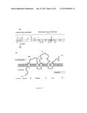 METHOD FOR THE PRODUCTION OF RECOMBINANT VIRUS, DNA CONSTRUCTS,     RECOMBINANT VIRUS AND VACCINE COMPOSITIONS diagram and image