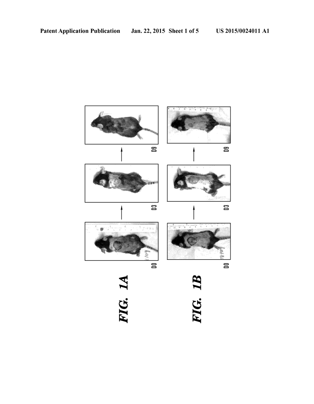 USE OF EXOSOMES TO PROMOTE OR ENHANCE HAIR GROWTH - diagram, schematic, and image 02