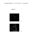 METHODS FOR PREVENTING OR TREATING EXCESS WEIGHT USING OXYNTOMODULIN diagram and image