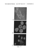 Method and System for Automated Image Analysis in Cancer Cells diagram and image