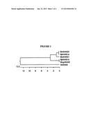 BRASSICA AHAS GENES AND GENE ALLELES THAT PROVIDE RESISTANCE TO     IMIDAZOLINONE HERBICIDES diagram and image