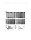 ENGINEERED LIVING TISSUE SUBSTITUTE diagram and image