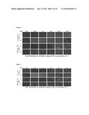 ENGINEERED LIVING TISSUE SUBSTITUTE diagram and image