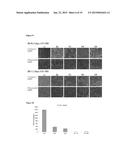 ENGINEERED LIVING TISSUE SUBSTITUTE diagram and image