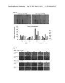 ENGINEERED LIVING TISSUE SUBSTITUTE diagram and image