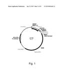 Methods for improving malic acid production in filamentous fungi diagram and image