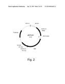 Methods for improving malic acid production in filamentous fungi diagram and image