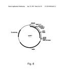 Methods for improving malic acid production in filamentous fungi diagram and image