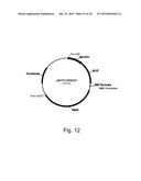 Methods for improving malic acid production in filamentous fungi diagram and image