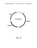 Methods for improving malic acid production in filamentous fungi diagram and image