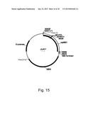 Methods for improving malic acid production in filamentous fungi diagram and image