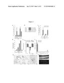 EMBRYONIC STEM CELL SPECIFIC MICRORNAS PROMOTE INDUCED PLURIPOTENCY diagram and image