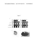 EMBRYONIC STEM CELL SPECIFIC MICRORNAS PROMOTE INDUCED PLURIPOTENCY diagram and image