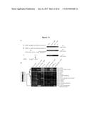 EMBRYONIC STEM CELL SPECIFIC MICRORNAS PROMOTE INDUCED PLURIPOTENCY diagram and image