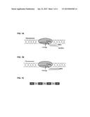 METHODS AND COMPOSITIONS FOR PRODUCING DOUBLE ALLELE KNOCK OUTS diagram and image