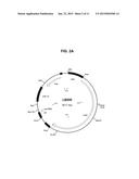 METHODS AND COMPOSITIONS FOR PRODUCING DOUBLE ALLELE KNOCK OUTS diagram and image