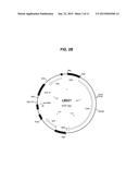 METHODS AND COMPOSITIONS FOR PRODUCING DOUBLE ALLELE KNOCK OUTS diagram and image