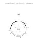 METHODS AND COMPOSITIONS FOR PRODUCING DOUBLE ALLELE KNOCK OUTS diagram and image